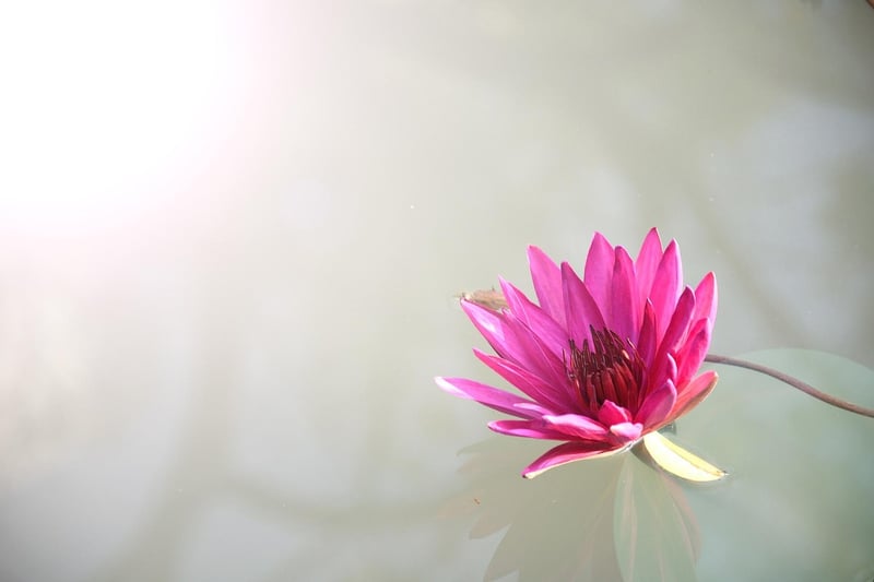 Lotus Pose for Mindful Breathing